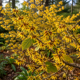 10 Pcs American Witch Hazel Seeds for Planting Outdoors, Adaptable Cold-Hardy Shrubs, Grow Robust, Low Maintenance Yellow Winter Blooming Plants