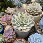 3 Echeveria Subsessilis Succulents Live Plants, Echeveria Variegated Succulent in 4 Inch Pot, Easy Care Succulent Collection for Beginners