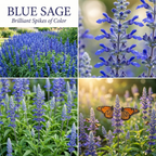 200 Pcs Blue Sage Seeds, Heirloom Fragrant Flowers for Planting, Fast-Growing Upright Plants for Bright Sunlit Gardens