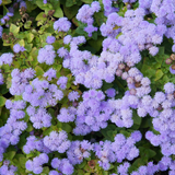 240 Pcs Blue Mink Ageratum Seeds by GINGERGLOW, Heirloom Dwarf Flowers for Planting, Fast-Growing Compact Plants for Bright Sunlit Gardens