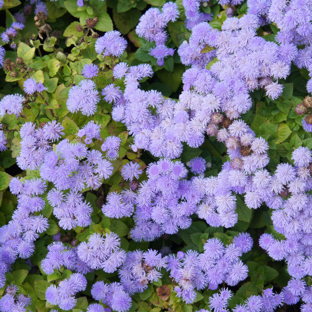 240 Pcs Blue Mink Ageratum Seeds by GINGERGLOW, Heirloom Dwarf Flowers for Planting, Fast-Growing Compact Plants for Bright Sunlit Gardens