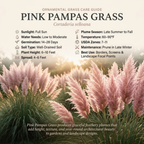 100 Pink Pampas Grass Seeds for Planting Outdoors, Non-GMO Heirloom Ornamental Grass Seeds, Sturdy Tall Stalks & Striking Feathery Plumes for Yard Borders