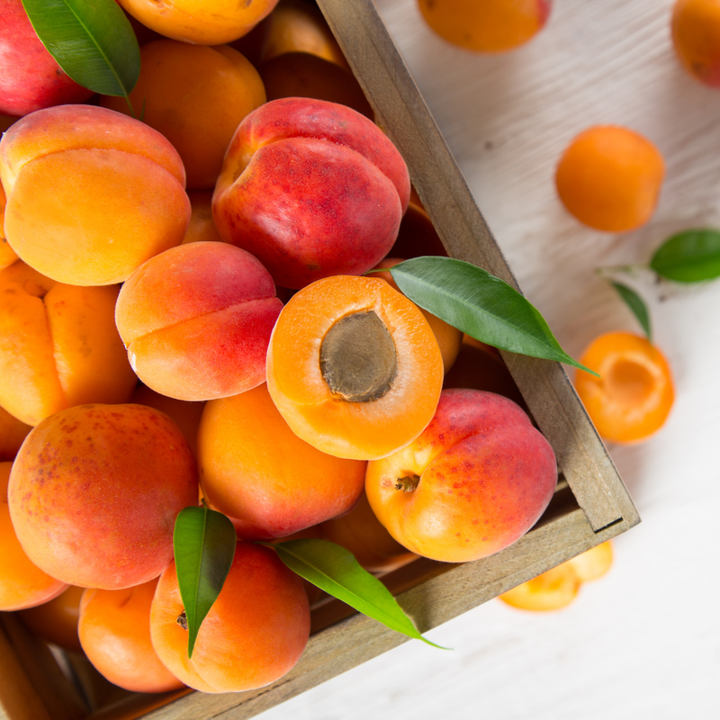 (No Ship to CA,HI,AK) Apricot Tree, Established 3 Gallon Pot, Low Maintenance Deciduous Shade Tree for Homeowners, Resilient Cold-Hardy Plant for Edible Landscapes & Sweet Summer Harvests