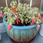 Cotyledon Pendens Succulent Plant Live – 2 Inch Pot | Rare Trailing Houseplant | Easy-Care Indoor Succulent