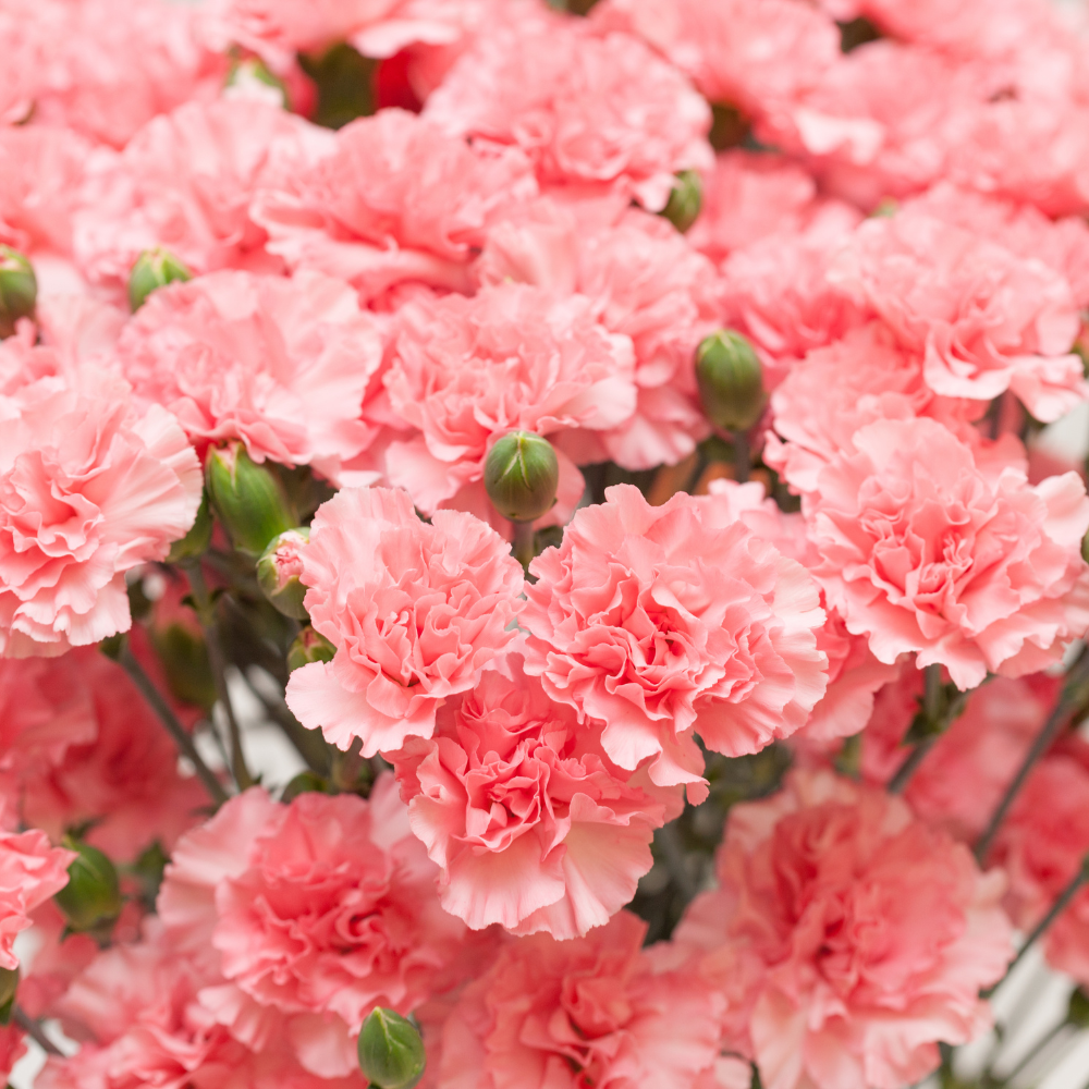 100 Pcs Carnation Flower Seeds for Planting Outdoors, Non-GMO Heirloom Chabaud Clove Flowers, Low Maintenance Fragrant Ruffled Blooms for Spring Yard