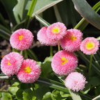600 Pcs English Daisy Seeds Mix, Heirloom Bellis Perennis Mix for Planting, Fast-Growing Flowers for Charming Cool Season Gardens