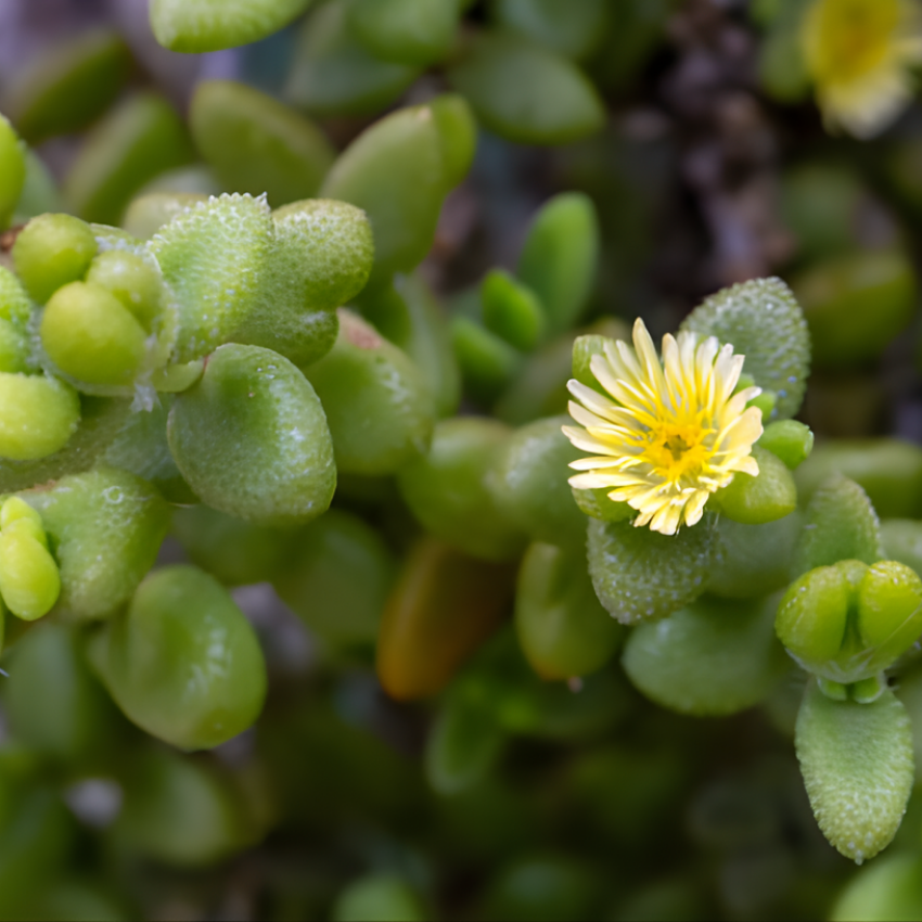 3 Rare Succulent Cactus Plant, Pickle Plant, Delosperma Echinatum Live for Planting in 2 Inch Pot for Tabletop Decor, Gifting and Plant Collections