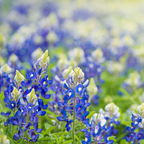 50 Pcs Texas Bluebonnet Seeds for Planting Outdoors, Non-GMO Heirloom Wildflowers, Low Maintenance Blue Floral Spikes for Yard Borders