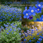 400 Pcs Cape Forget Me Not Seeds for Planting Outdoors, Grow Robust, Easy to Care Vibrant Blue Flowers for Pollinator Gardens