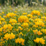 400 Pcs Birdsfoot Trefoil Seeds for Planting Outdoors, Grow Robust, Easy to Care Creeping Yellow Flowers for Yard Borders