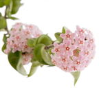 Hoya Hindu Rope Plant Live, 4 Inch Pot, Potted Crinkle Leaf Wax Plant, Unique Curly Indoor Vine for Home and Office Décor