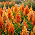 75 Pcs Flamingo Feather Celosia Seeds for Outdoors, Adaptable Heirloom Yielding Striking Light Pink Plumes, Low Maintenance Cut Flowers