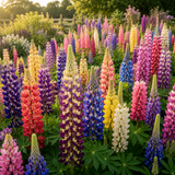 100 Pcs Rainbow Lupine Mix Seeds for Planting, Cold-Hardy Non-GMO Floral Blooms for Patios, turdy Tall Stems with Striking Mixed Colors