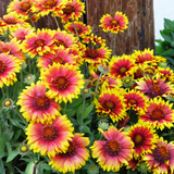 400 Pcs Gaillardia Seeds, Heirloom Blanket Flower for Planting, Fast-Growing Perennial Plants for Bright Sunlit Gardens