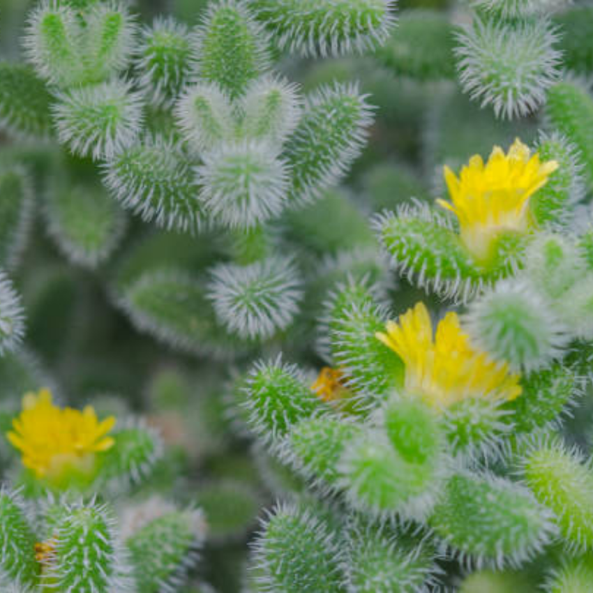 2 Rare Live Succulent Cactus Plants, Pickle Plant Delosperma Echinatum 4 Inch Potted, Unique Succulent for Indoor Display and Collections