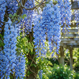 3 Blue Wisteria Plant in 2.5 Inch Pot, Blue Flowering Tree, Easy-Care Climbing Vine for Landscapes, Fences & Outdoor Garden Décor