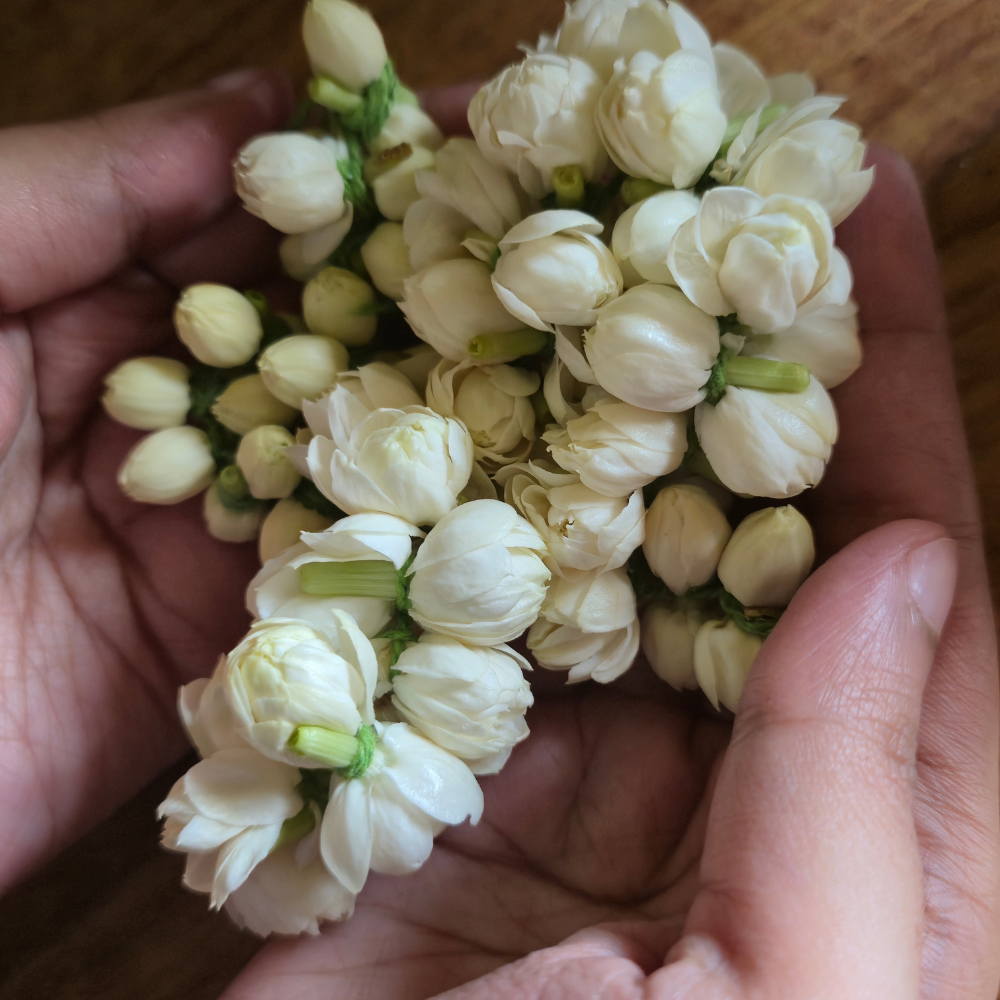 Maid of Orleans Jasmine Flower Plant in 4’’ Inch Pot | Live Jasmine Potted Plant Indoor | Suitable for Windowsills, Desks & Small Spaces | Perfect Fragrant Accent Plant for Home, Office