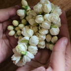 Maid of Orleans Jasmine Flower Plant in 4’’ Inch Pot | Live Jasmine Potted Plant Indoor | Suitable for Windowsills, Desks & Small Spaces | Perfect Fragrant Accent Plant for Home, Office
