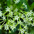 Night Blooming Jasmine Plant Indoor Live, Midnight Jasmine in 4 Inch Pot, Night Scented Flowering Plant for Patios