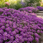 3000 Alyssum Seeds, High Germination Rosie Purple Mix for Planting, Low Maintenance Trailing Flowers for Sunlit Yard Borders