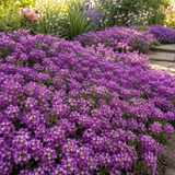 3000 Alyssum Seeds, High Germination Rosie Purple Mix for Planting, Low Maintenance Trailing Flowers for Sunlit Yard Borders