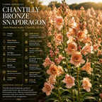 30 Pcs Chantilly Bronze Snapdragon Seeds, Heirloom Non-GMO Open-Faced Flowers, Sturdy Tall Stems for Cut Floral Bouquets