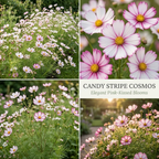120 Pcs Cosmos Candystripe Flower Seeds, Vigorous Heirloom Floral for Planting, Fast-Growing Plants for Bright Sunlit Gardens