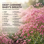 200 Pcs Carmine Baby's Breath Seeds, Heirloom Pink Gypsophila for Planting, Fast-Growing Flowers for Charming Sunlit Gardens & Floral Crafts