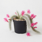 3 Monkey Tail Cactus Live Plant, 2 Inch Pot, Low Maintenance Exotic Succulent, Unique Soft White Spines for Bright Indirect Light