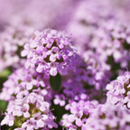 250 Pcs Creeping Thyme Seeds for Planting Outdoors, Non-GMO Heirloom Ground Cover, Fragrant Pink Blooms for Gardens & Walkways