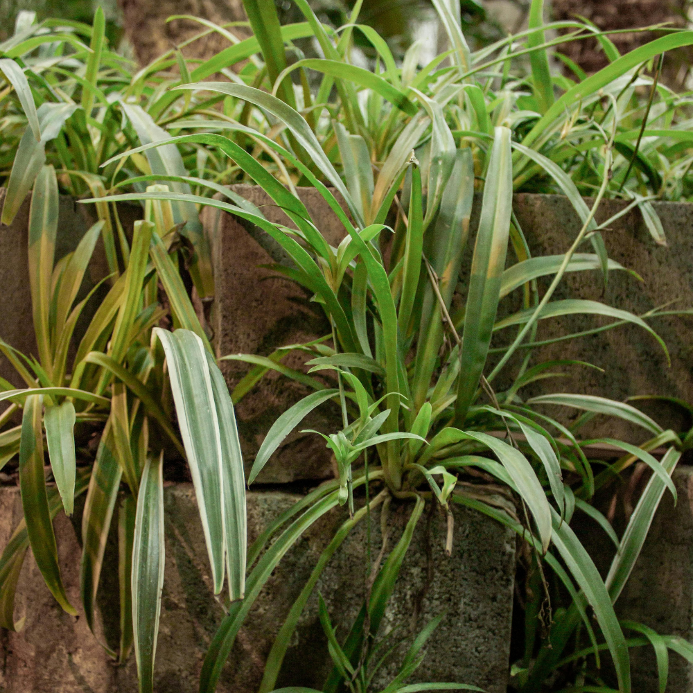 2 Curly Spider Plant Live in 4 Inch Pot, Live Spider Plants Indoor, Air-Purifying, Low Maintenance, Perfect for Home and Office Décor, Easy Care Starter Plants
