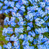 300 Pcs Chinese Forget Me Not Seeds, Vigorous Heirloom Floral for Planting, Fast-Growing Plants for Bright Sunlit Gardens