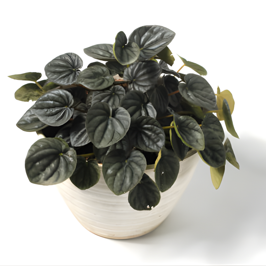 Peperomia Rosso Live Plant, 4 Inch Pot, Potted Emerald Ripple Peperomia, Two-Tone Green and Red Indoor Plant for Home and Office Décor