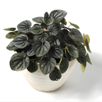 Peperomia Rosso Live Plant, 4 Inch Pot, Potted Emerald Ripple Peperomia, Two-Tone Green and Red Indoor Plant for Home and Office Décor