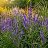 400 Pcs Blue Vervain Seeds, Heirloom Verbena Hastata for Planting, Fast-Growing Native Plants for Bright Sunlit Gardens & Pollinators