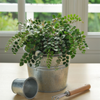 Button Fern for Planting, Ferns Live Plants in 2 Inch Pot, Air-Purifying, Perfect for Home and Office Décor, Easy Care Starter Plants
