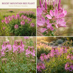 100 Pcs Rocky Mountain Bee Plant Seeds, Heirloom Spider Flowers for Planting, Fast-Growing Tall Plants for Bright Sunlit Gardens
