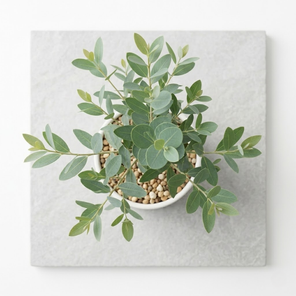 2 Large Lemon Eucalyptus Plant Live, Fast Growing & Sun-Loving Live Eucalyptus Tree Plants for Patio, Porch and Deck