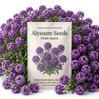 200 Alyssum Seeds, High Germination Violet Queen for Planting, Low Maintenance Trailing Flowers for Sunlit Yard Borders