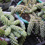 Live Succulents Donkey Tails in 4 Inch Pot, Air-Purifying, Low Maintenance, Perfect for Home and Office Décor, Easy Care Starter Plants