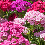 500 Pcs Mixed Sweet William Seeds Perennial for Outdoors, Adaptable Heirloom Bi-Color Blooms, Cold-Hardy Dianthus Plants for Landscapes