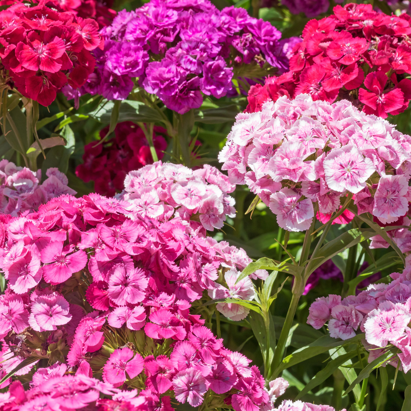 500 Pcs Mixed Sweet William Seeds Perennial for Outdoors, Adaptable Heirloom Bi-Color Blooms, Cold-Hardy Dianthus Plants for Landscapes