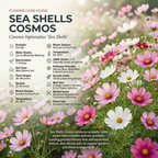 100 Pcs Sea Shells Cosmos Seeds for Planting Outdoors, Non-GMO Heirloom Petal Flowers, Low Maintenance Pink & White Blooms for Yard Borders
