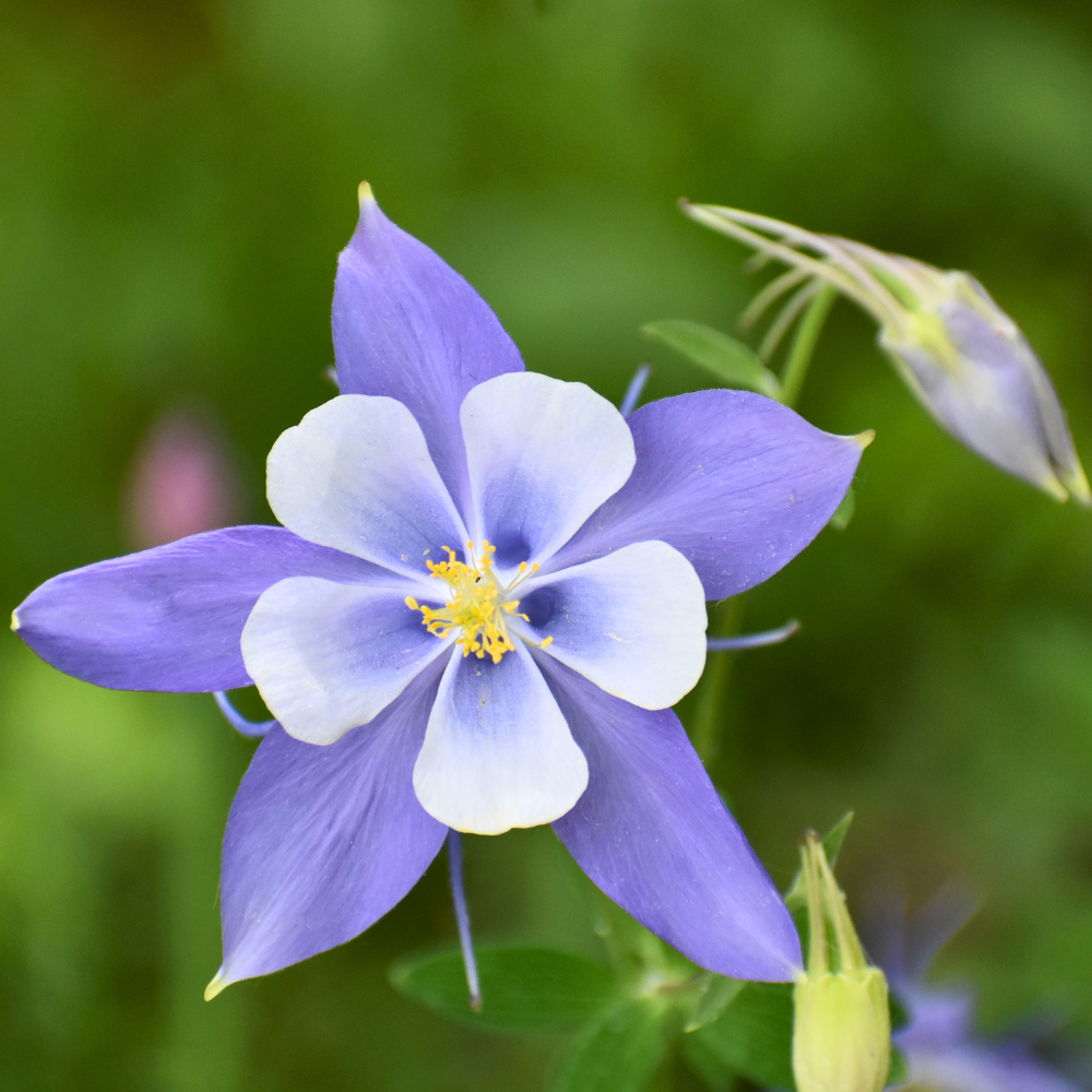 100 Pcs Blue Columbine Seeds for Planting Outdoors, Non-GMO Heirloom Perennial Flowers, Low Maintenance Blue & White Blooms for Shade Yards