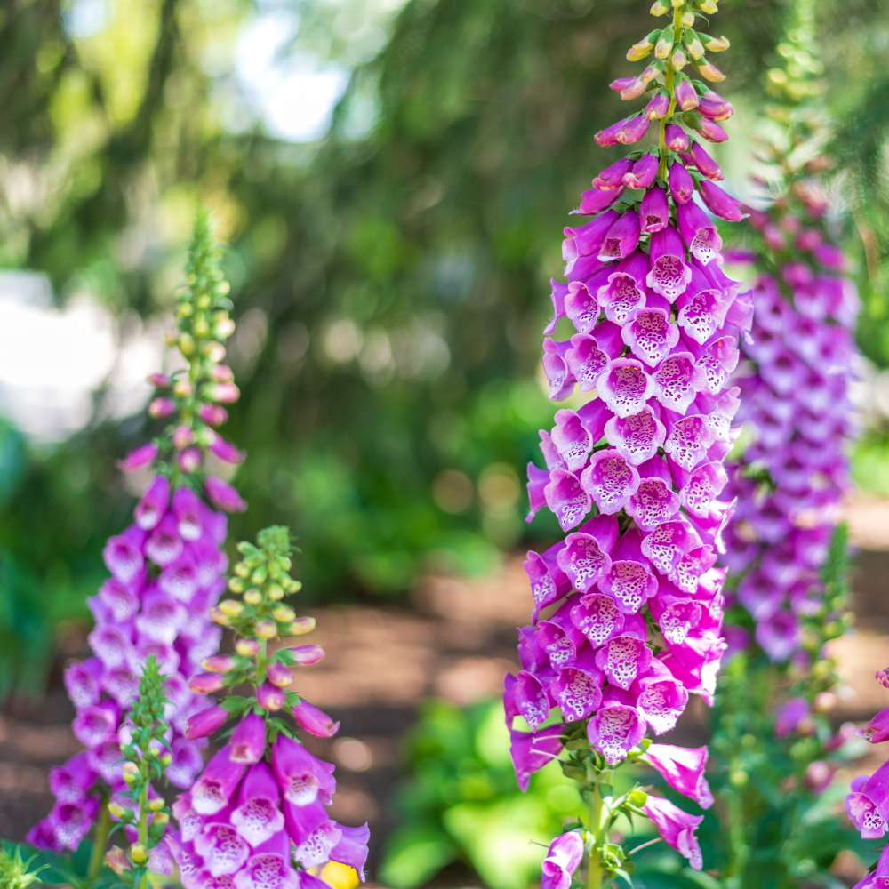 Live Foxglove Plant, 3" Potted Vertical Flowering Shrub, Established Root System Bloom, Low Maintenance Outdoor Garden Plant