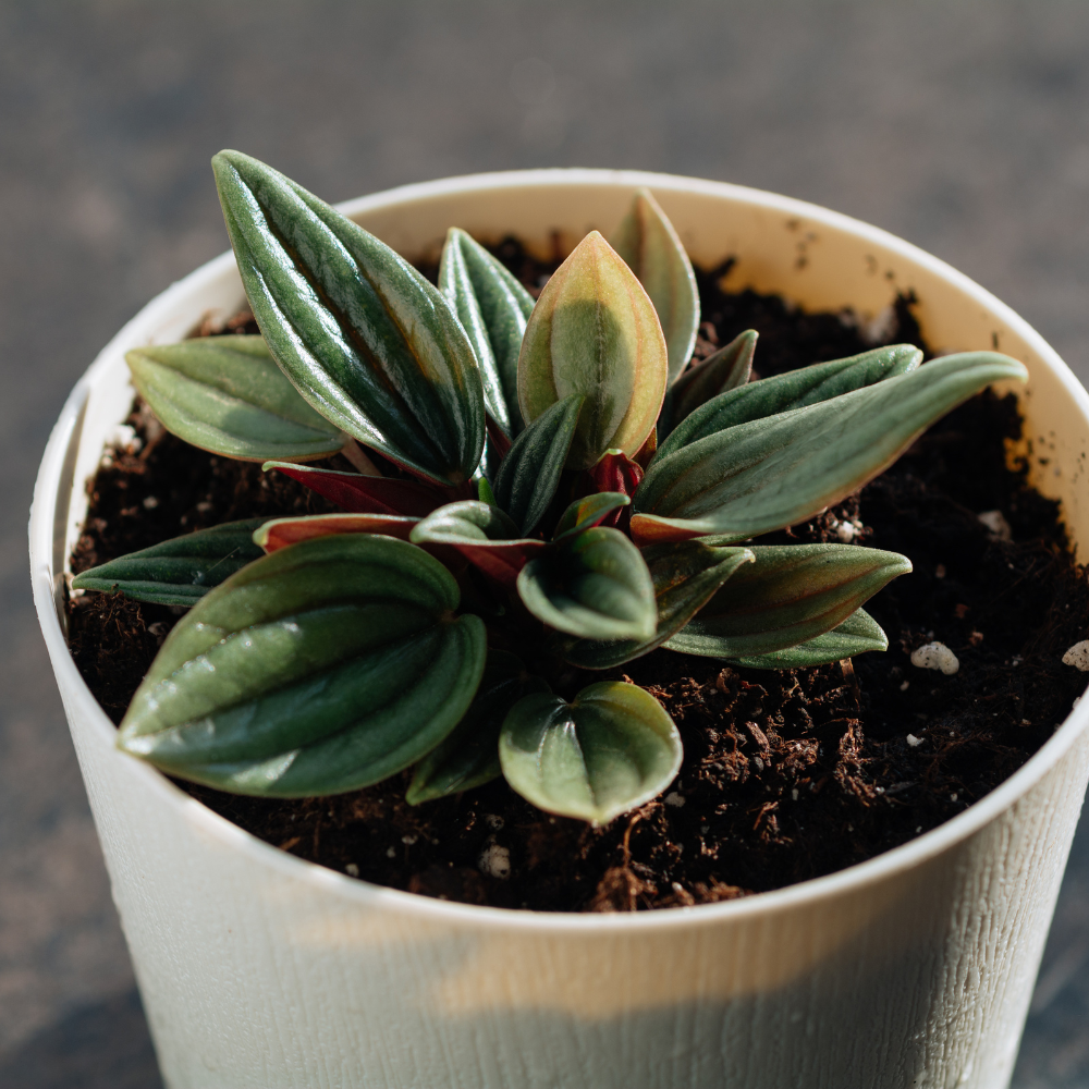 2 Peperomia Live Plant, Peperomia Napoli Nights 2 Inch Potted, Rare Indoor Houseplant for Home Office Decor and Plant Collections