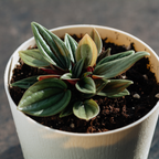 2 Peperomia Live Plant, Peperomia Napoli Nights 2 Inch Potted, Rare Indoor Houseplant for Home Office Decor and Plant Collections