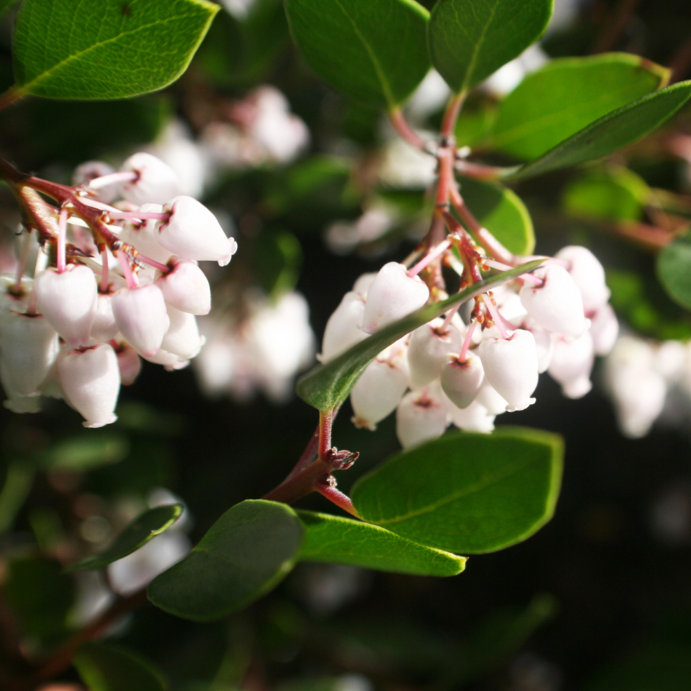 Salal Live Plants, 4 Inch Tall Bare Root Seedlings, Gaultheria Shallon Native Evergreen Shrub, Edible Berry Plant for Landscapes