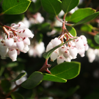 Salal Live Plants, 4 Inch Tall Bare Root Seedlings, Gaultheria Shallon Native Evergreen Shrub, Edible Berry Plant for Landscapes