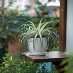 Spider Plant Live Houseplants in 4 Inch Pot | Air-Purifying, Low Maintenance, Thrives in Home & Office | Perfect for Plant Enthusiasts | Perfect for Beginners & Green Home Styling